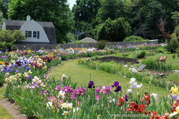 Iris Garden