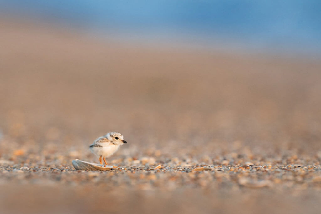 bird at Jersey Shore during the summer