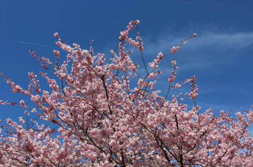 cherry blossom time