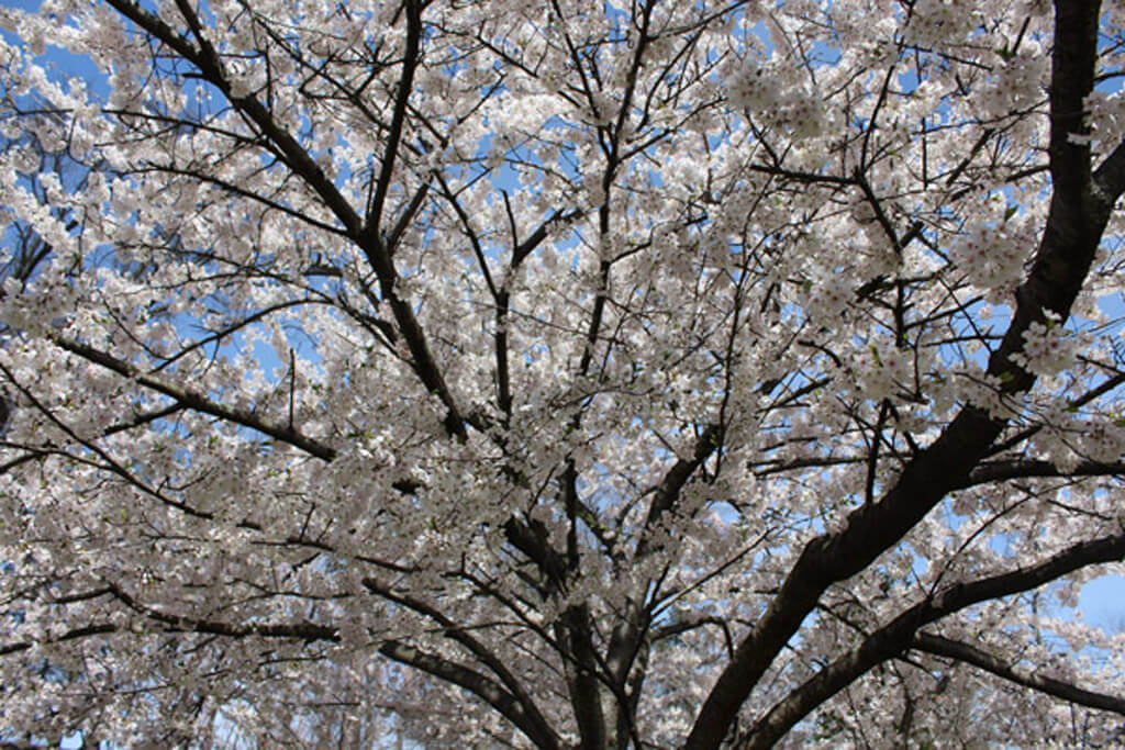cherry blossom time