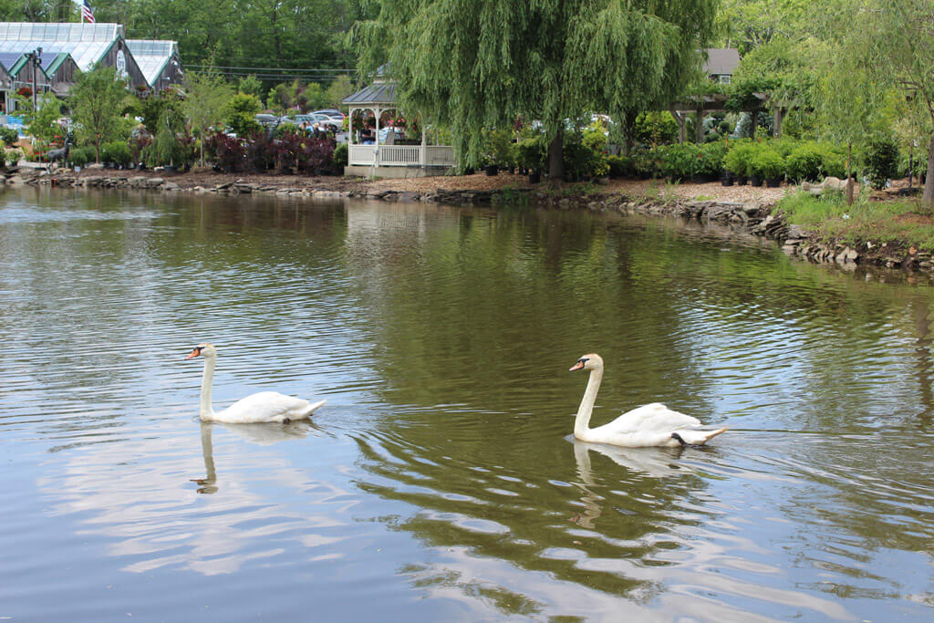 Swans at Farm at Green Village, New Jersey