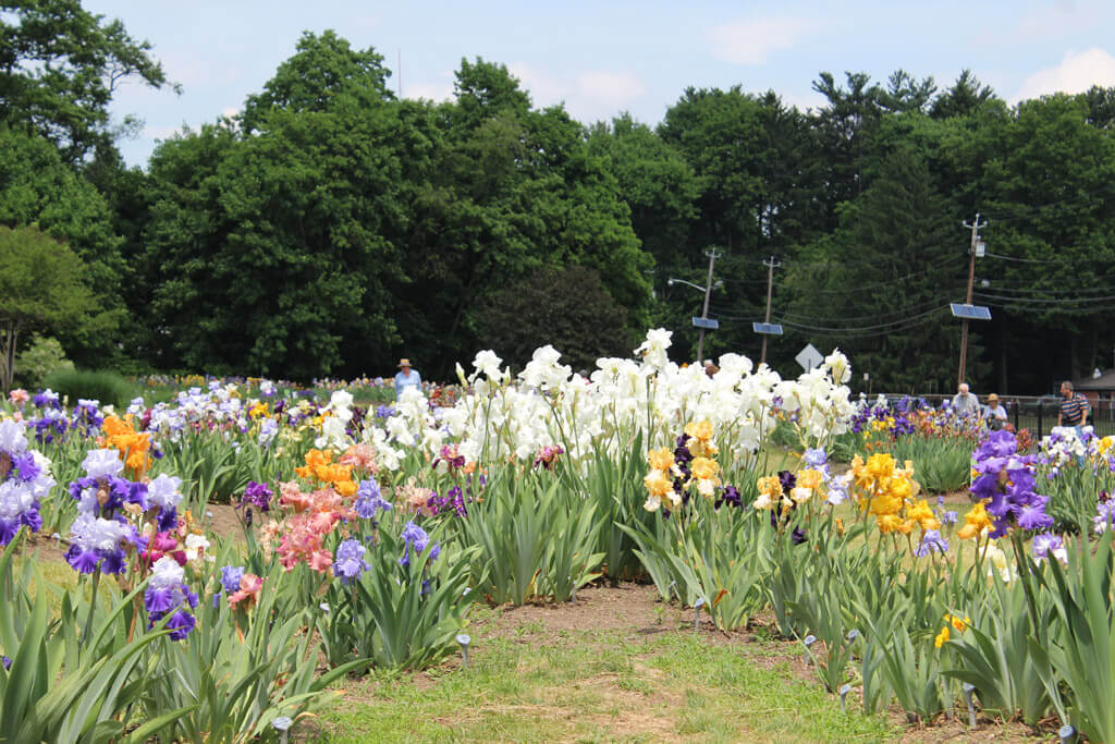 Presby Iris Gardens