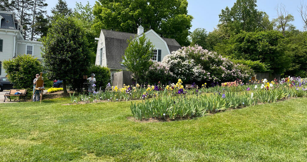 Irises at Presby Iris Memorial Gardens, Montclair, New Jersey