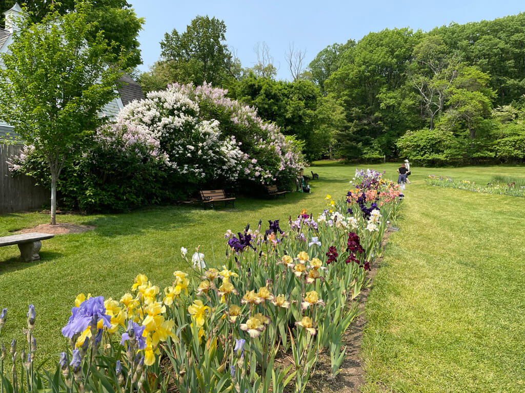 Irises at Presby Iris Memorial Gardens, Montclair, New Jersey
