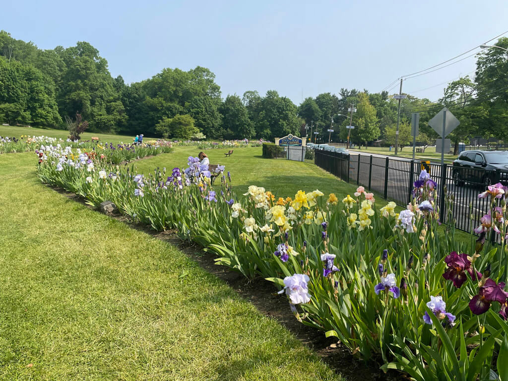 Irises at Presby Iris Memorial Gardens, Montclair, New Jersey