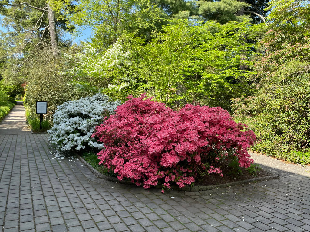 Van Vleck House And Gardens flowering bushes