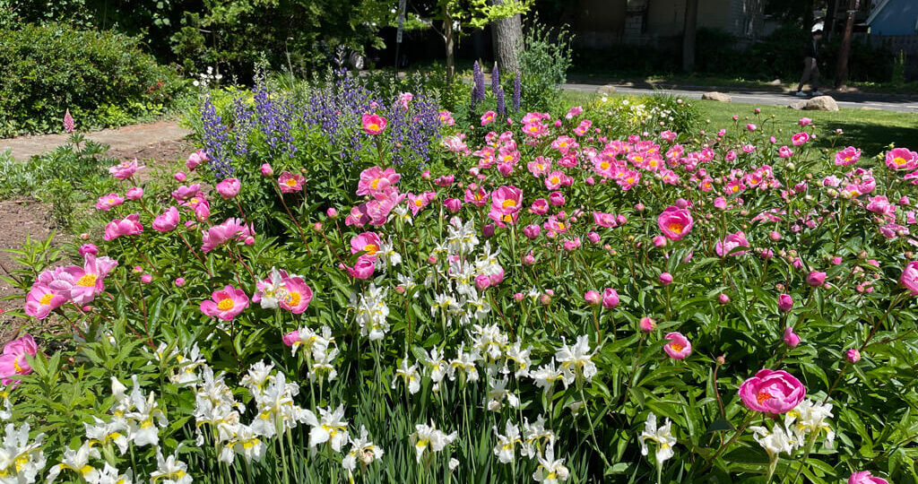 Flowers at Avis Campbell Gardens, Montclair, New Jersey