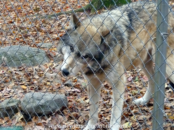 Lakota Wolf Preserve