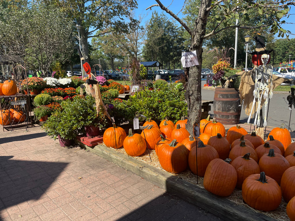 Pumpkins at Delicious Orchards, Colts Neck, New Jersey