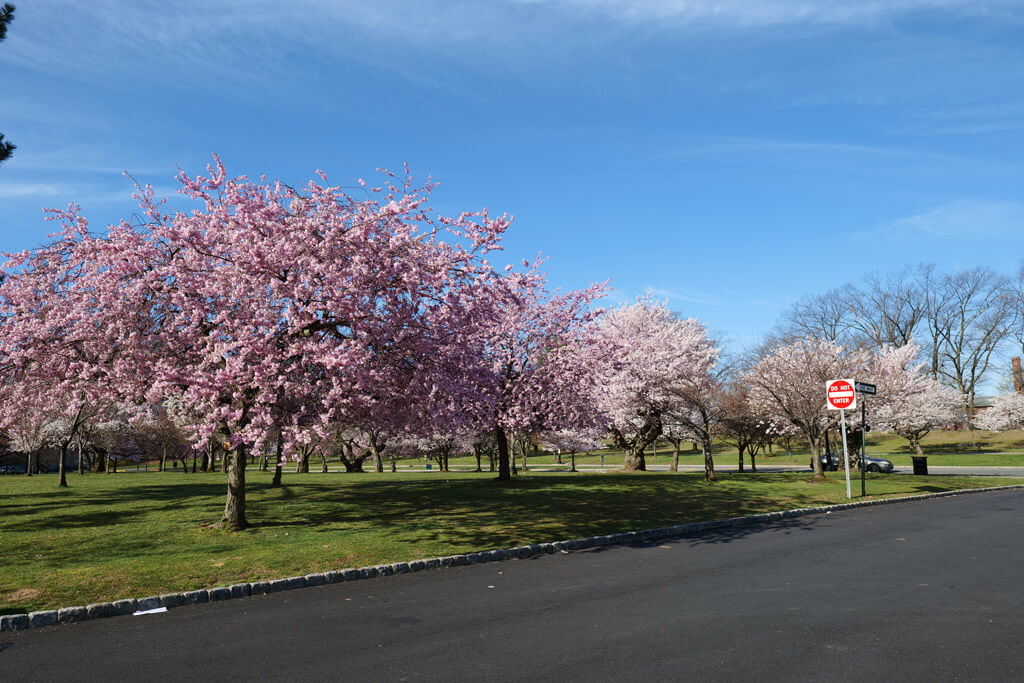 Cherry Blossoms at Branch Brook Park