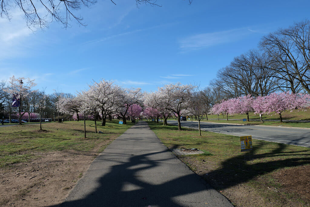 Cherry Blossoms at Branch Brook Park