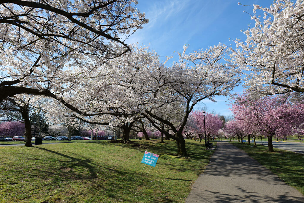 Cherry Blossoms at Branch Brook Park