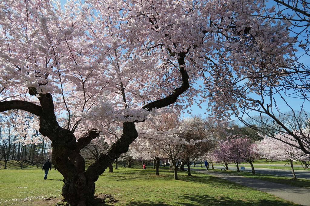 Cherry Blossoms at Branch Brook Park