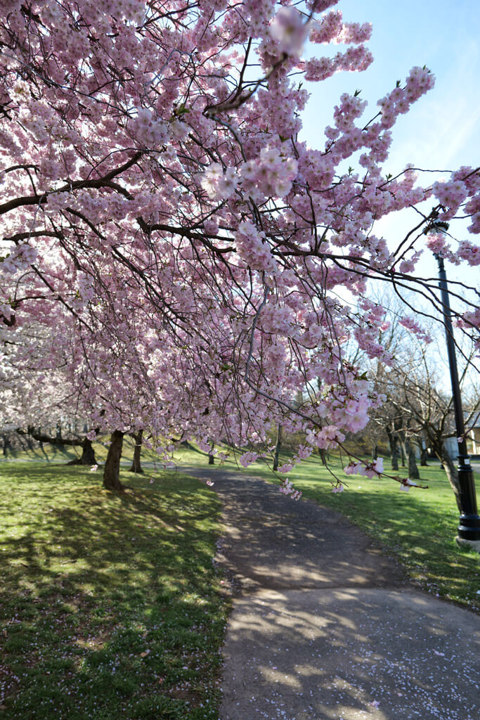 Cherry Blossoms at Branch Brook Park