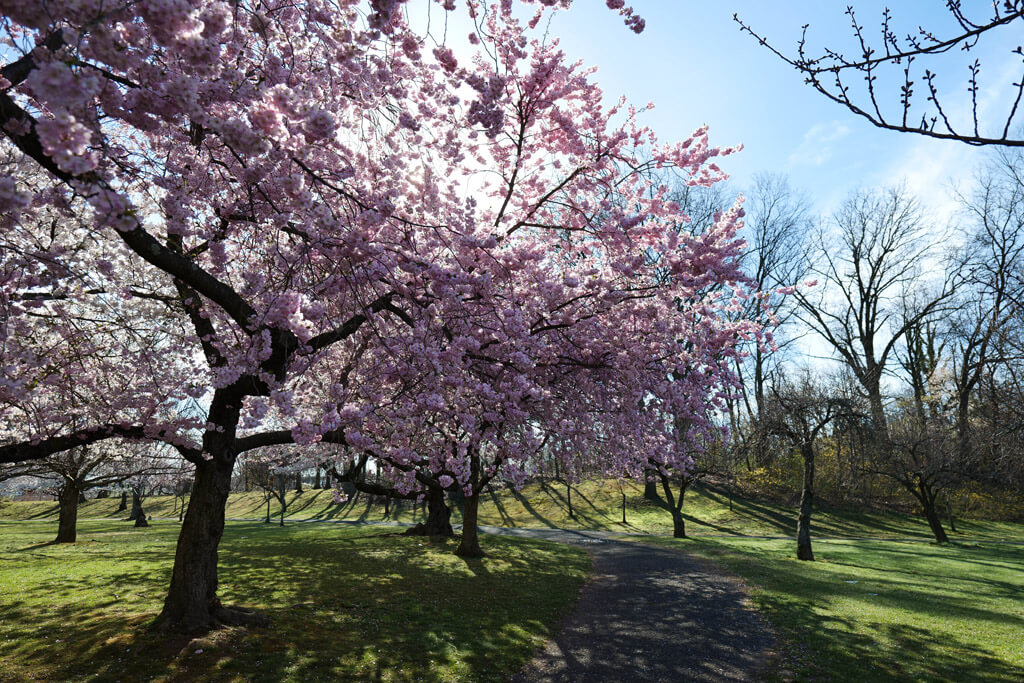 Cherry Blossoms at Branch Brook Park