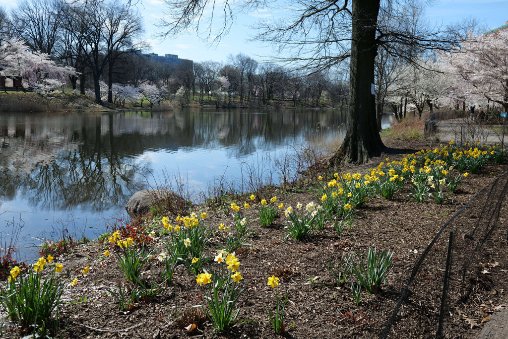 Daffodils and cherry blossoms at Branch Brook Park