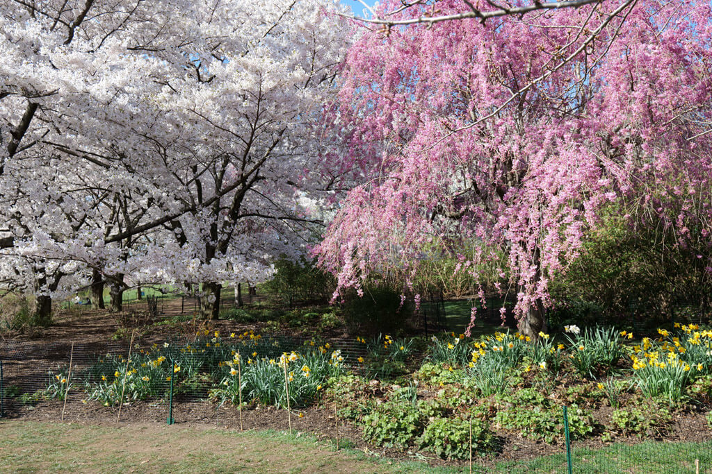 Cherry Blossoms and daffodils at Branch Brook Park