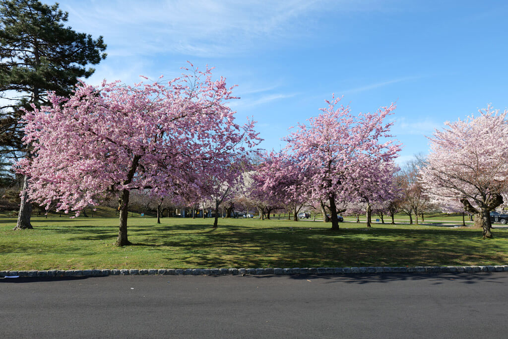 Cherry Blossoms at Branch Brook Park