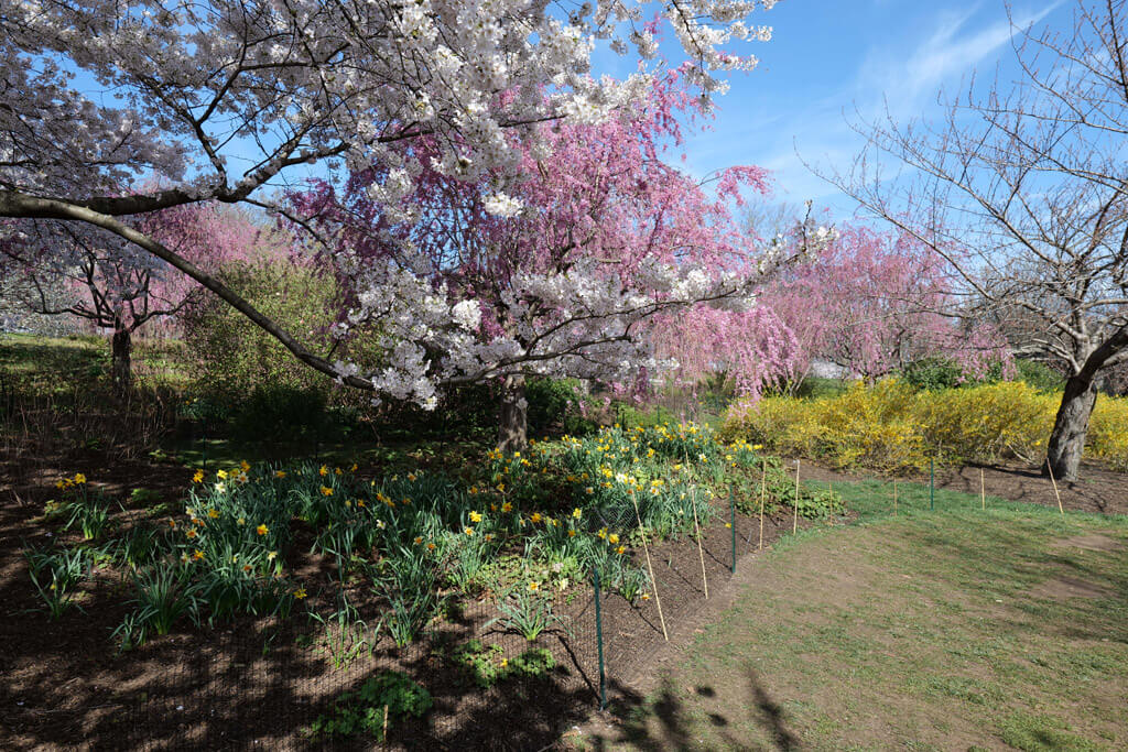 Cherry Blossoms and daffodils at Branch Brook Park