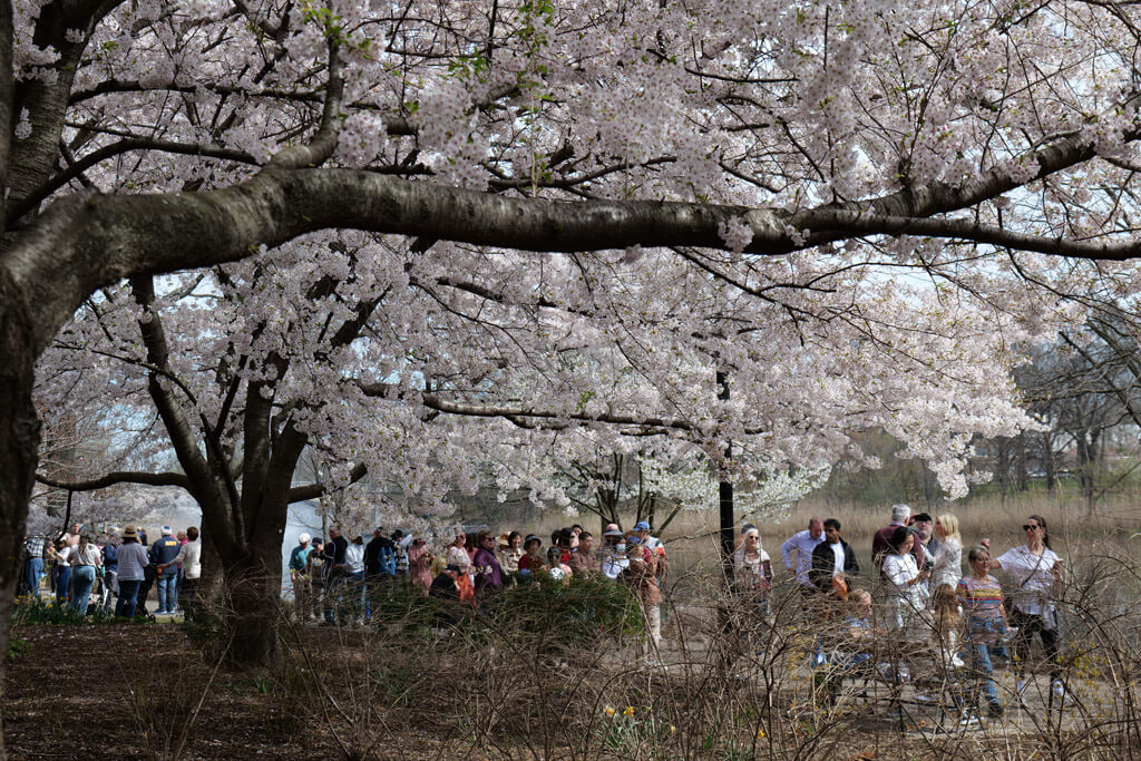 Cherry Blossoms at Branch Brook Park