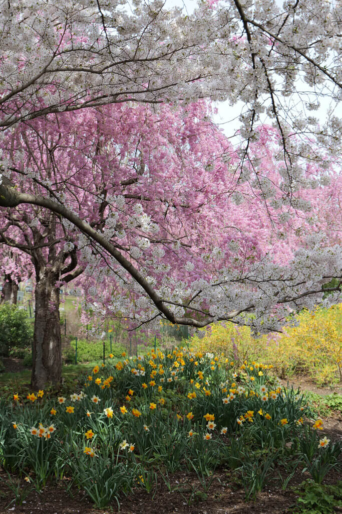 Cherry Blossoms at Branch Brook Park