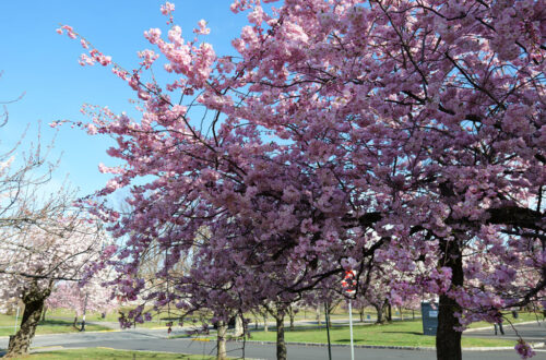 Cherry Blossoms at Branch Brook Park