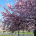 Cherry Blossoms at Branch Brook Park