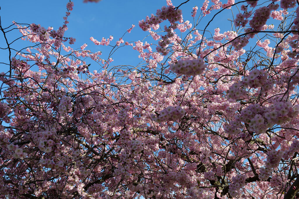 Cherry Blossoms at Branch Brook Park